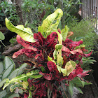 garden croton