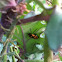 Harlequin beetle