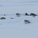 Snow Bunting