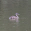 Pied Bill Grebe