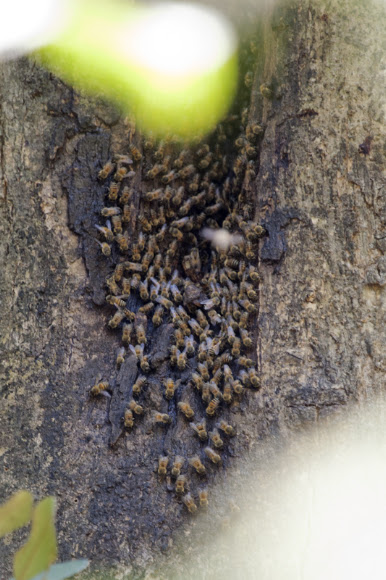 Spotting Image 1