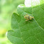 Leafhopper