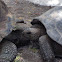 Aldabra tortoise
