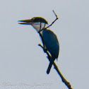 Collared Kingfisher
