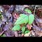 Trailing blackberry
