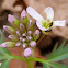 Cutleaf toothwort