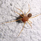 Yellow sac spider