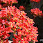 Red Kalanchoe