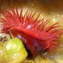 Tomate de mar