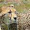 Cheetah