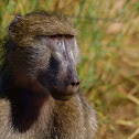 Chacma baboon
