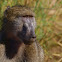 Chacma baboon