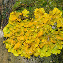 Common orange lichen