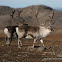 Svaldbard Reindeer