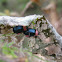 Mating Flea Beetles