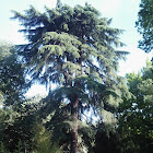 Cedro del libano