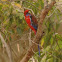Crimson Rosella