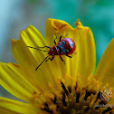 Cotton Stainer Nymph