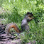 Fox Squirrel