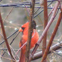 cardinal