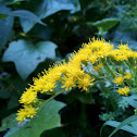 Goldenrod