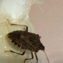Brown Marmorated Stinkbug