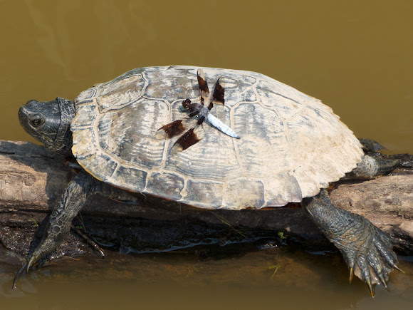 Spotting Image 1