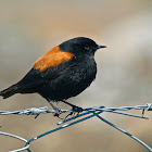 Sobrepuesto (Austral negrito)