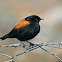 Sobrepuesto (Austral negrito)