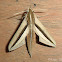 Brown-Banded Hunter Hawkmoth