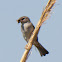 House Sparrow; Gorrión Común
