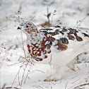 Willow Ptarmigan, (Autumn)