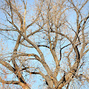 Rio Grande Cottonwood