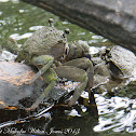 Crab