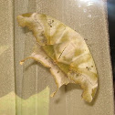Moth