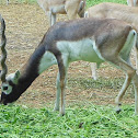 Blackbuck