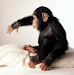 Bebe De Chimpance  Para Venta