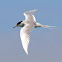 Forster's Tern