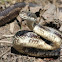 Yellow Rat Snake