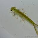 Common Blue Damselfly (larvae stage)