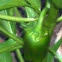 Jalapeno Peppers