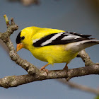American Goldfinch