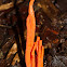 Calocera Fungus