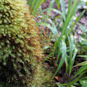 Pyrrhobryum