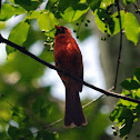 Northern cardinal