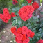 Miniature roses