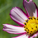Cosmos