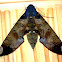 Fig Moth