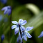 Siberian Squill