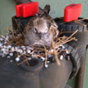 Mourning Dove